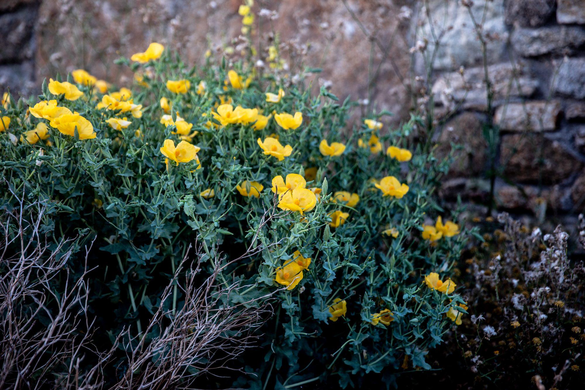 Mykonos — photograph 31