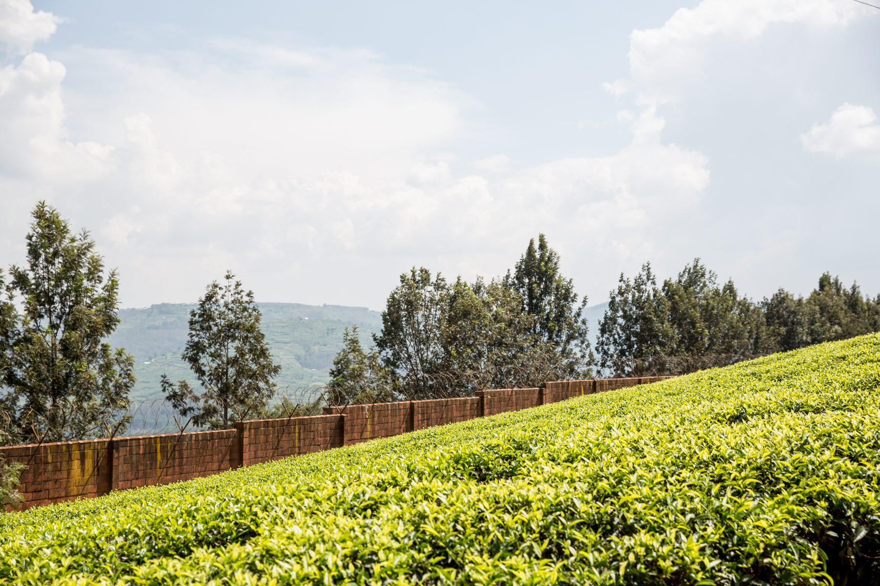 Sorwathe Tea Farm — photograph 2