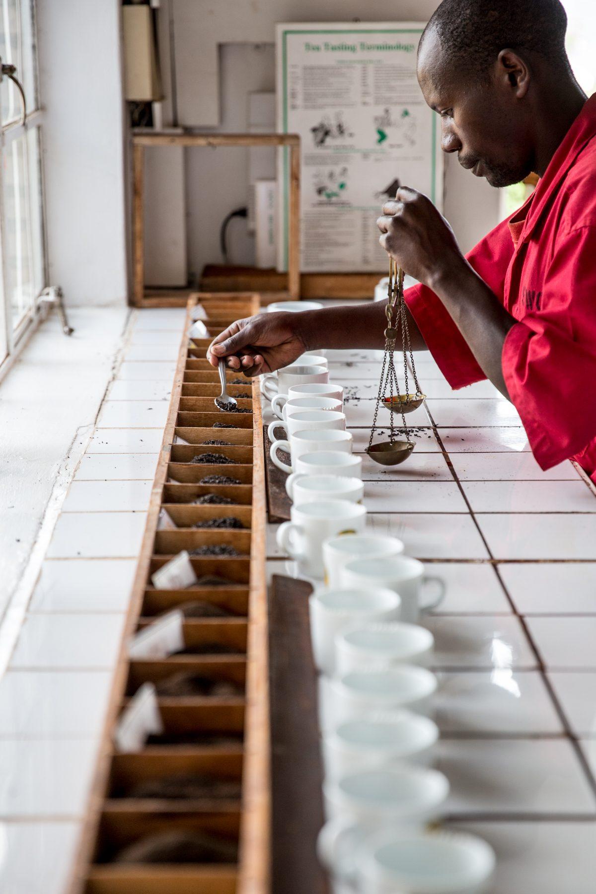 Sorwathe Tea Farm — photograph 14