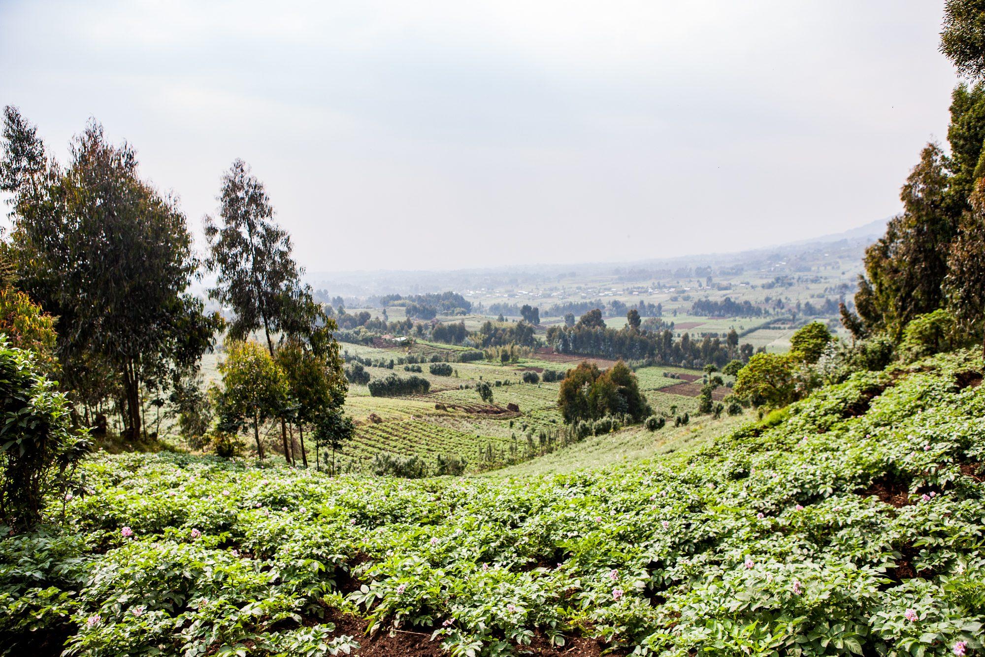 Volcanoes National Park – Rwanda — photograph 6