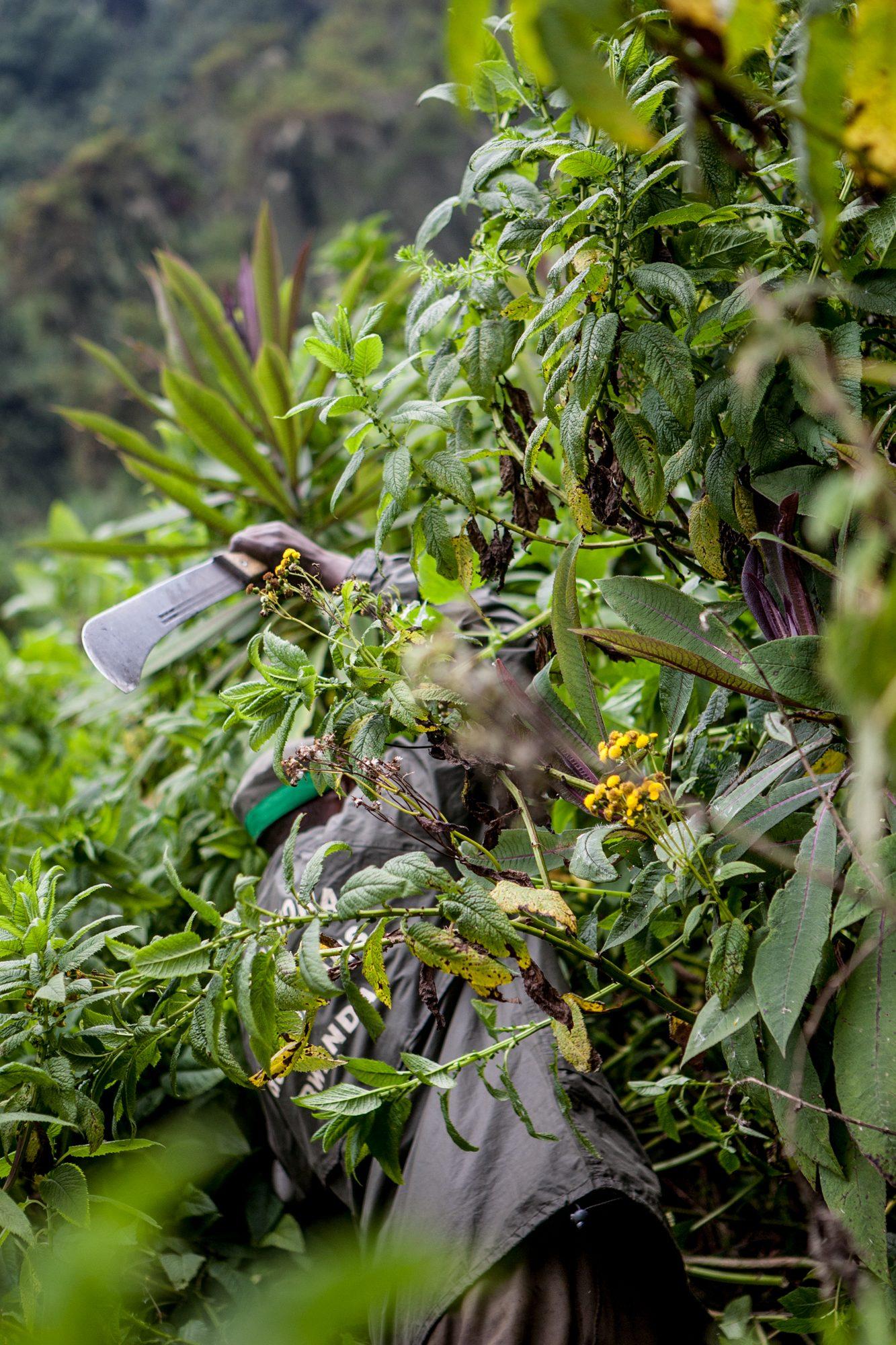 Volcanoes National Park – Rwanda — photograph 8