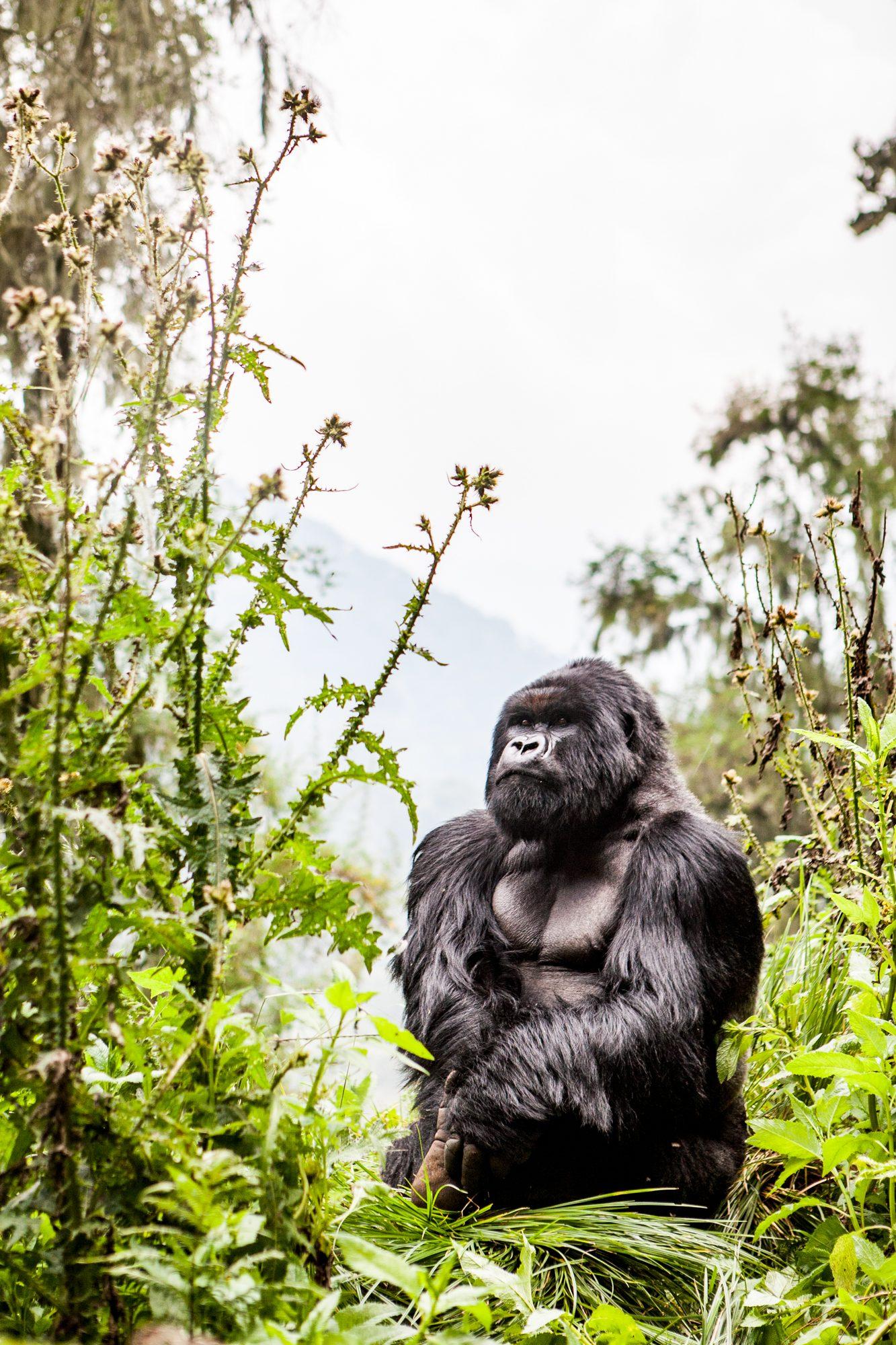 Volcanoes National Park – Rwanda — photograph 9