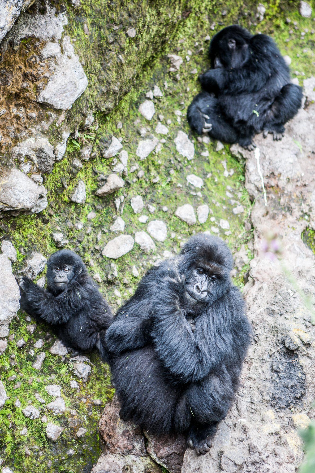 Volcanoes National Park – Rwanda — photograph 11