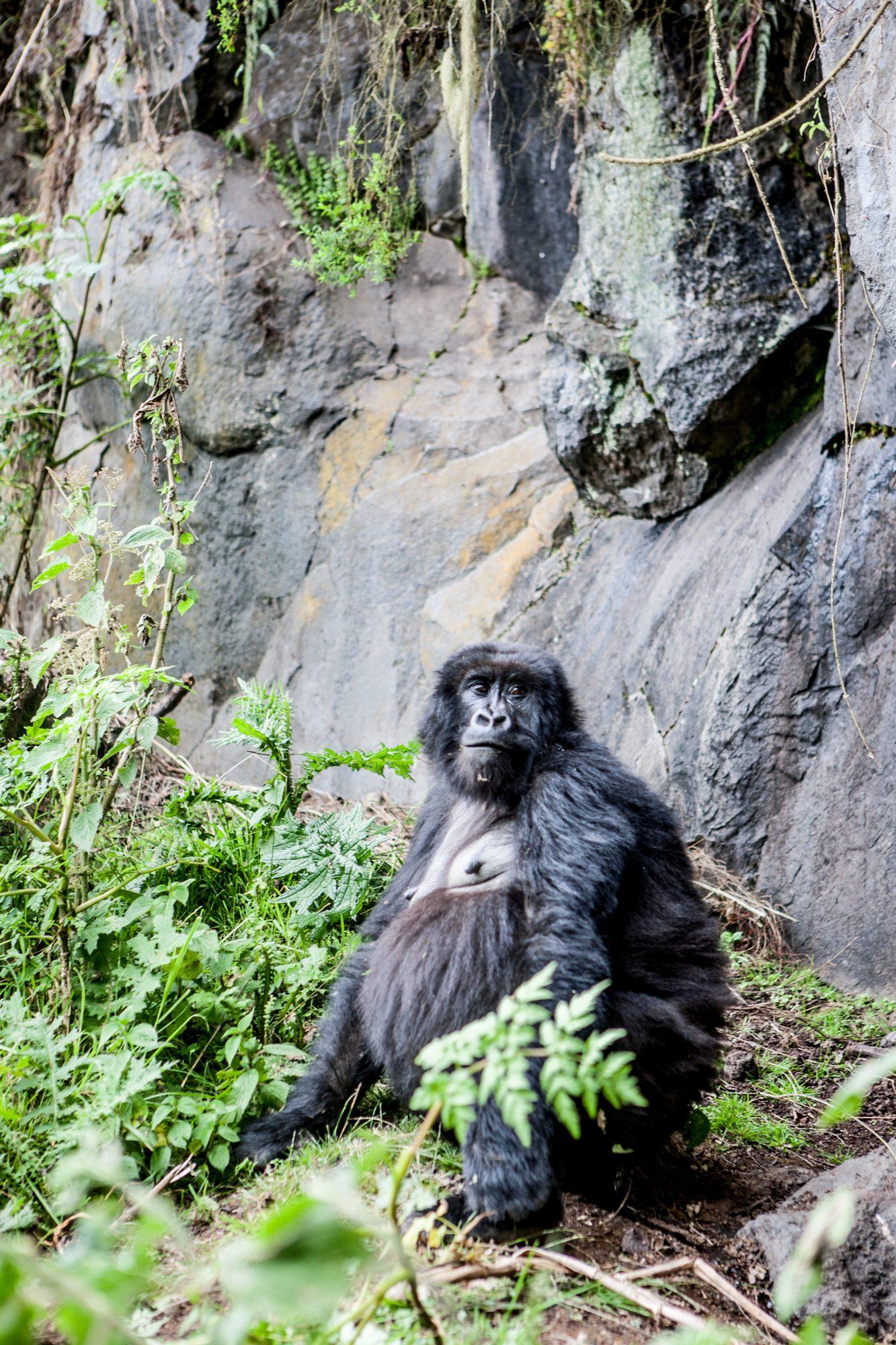 Volcanoes National Park – Rwanda — photograph 13