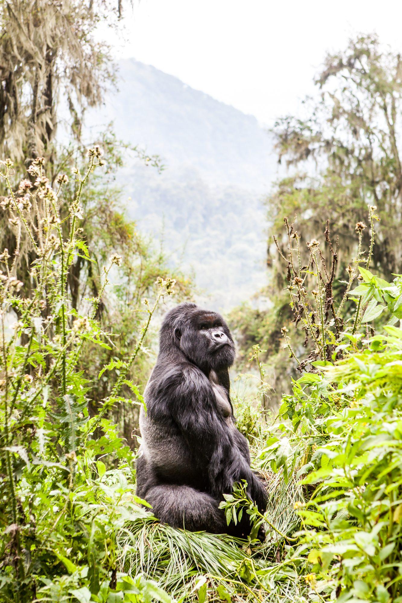 Volcanoes National Park – Rwanda — photograph 15