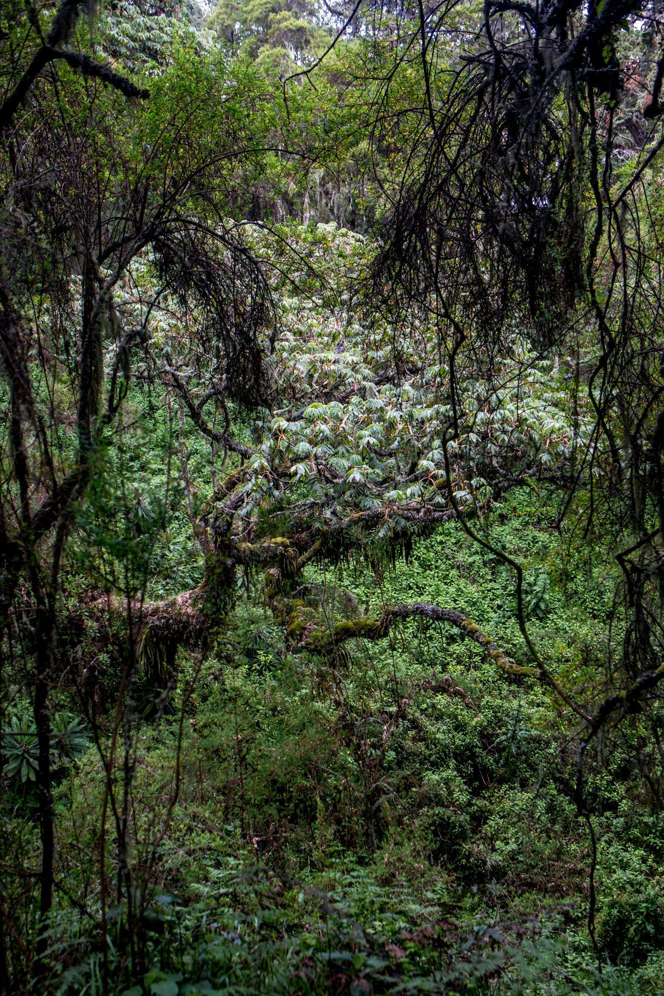 Volcanoes National Park – Rwanda — photograph 19