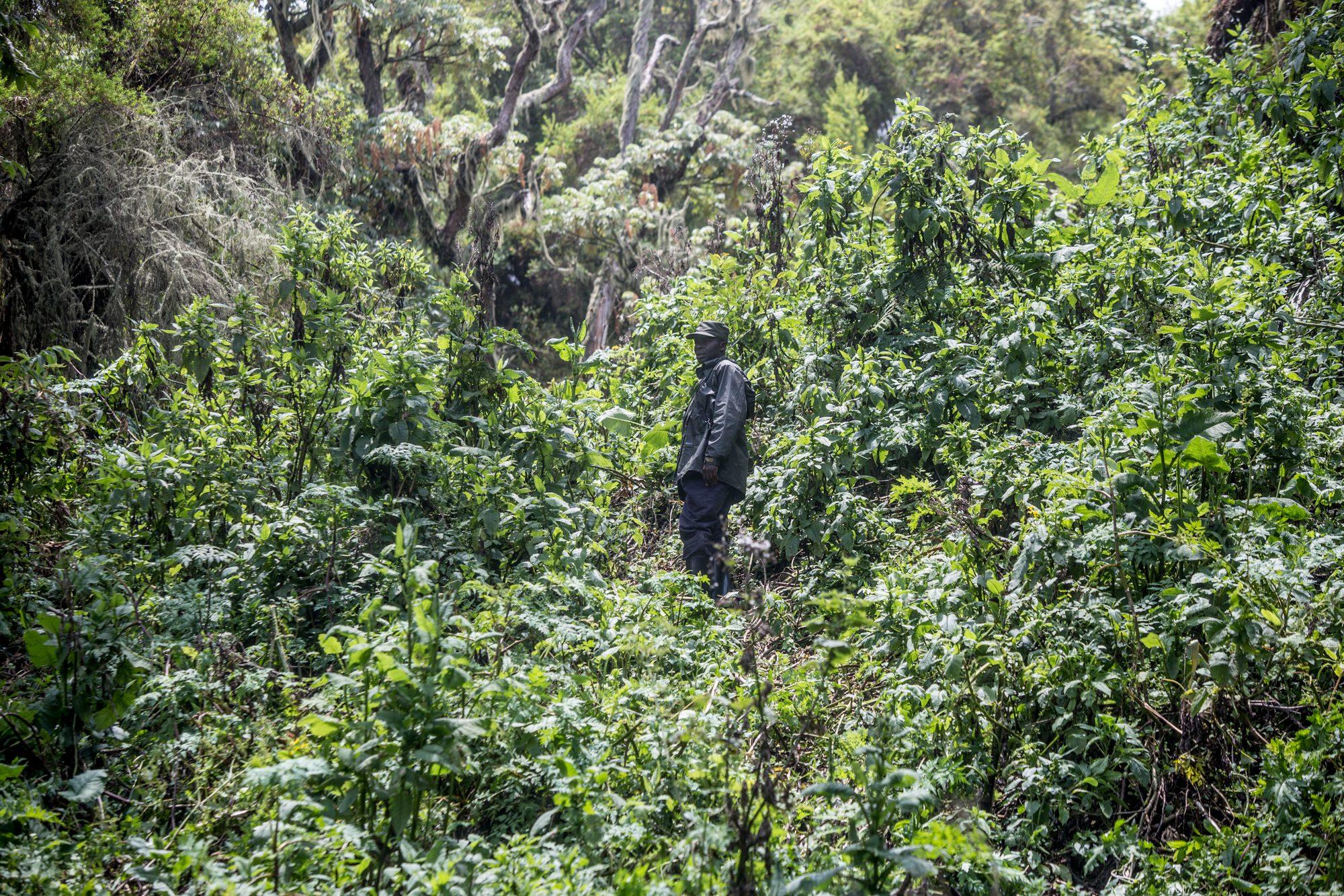 Volcanoes National Park – Rwanda — photograph 20