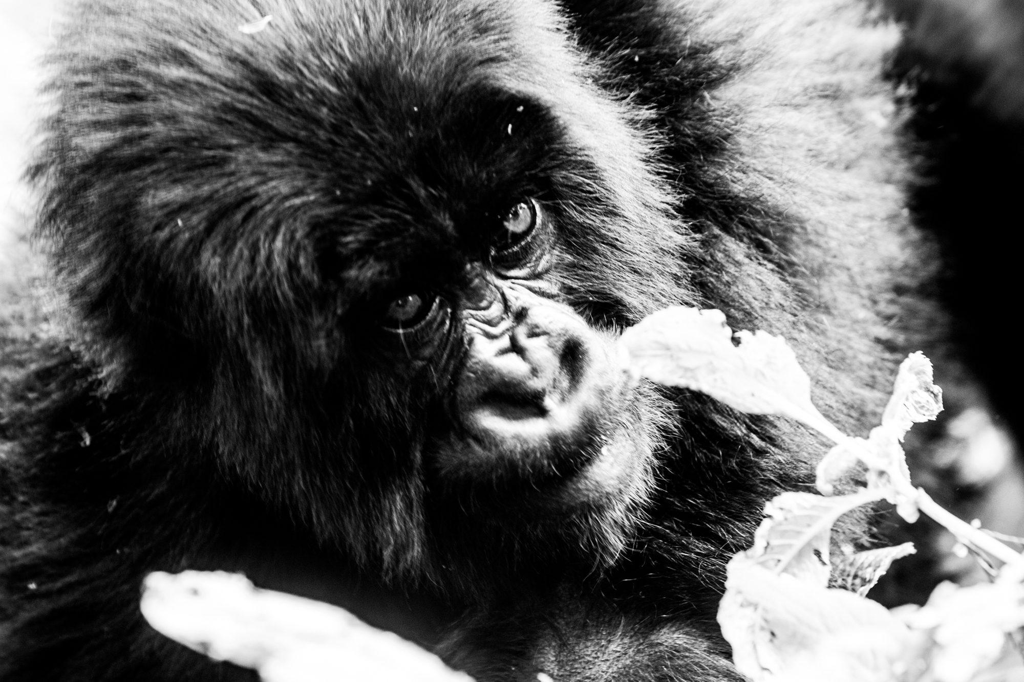 Volcanoes National Park – Rwanda — photograph 26