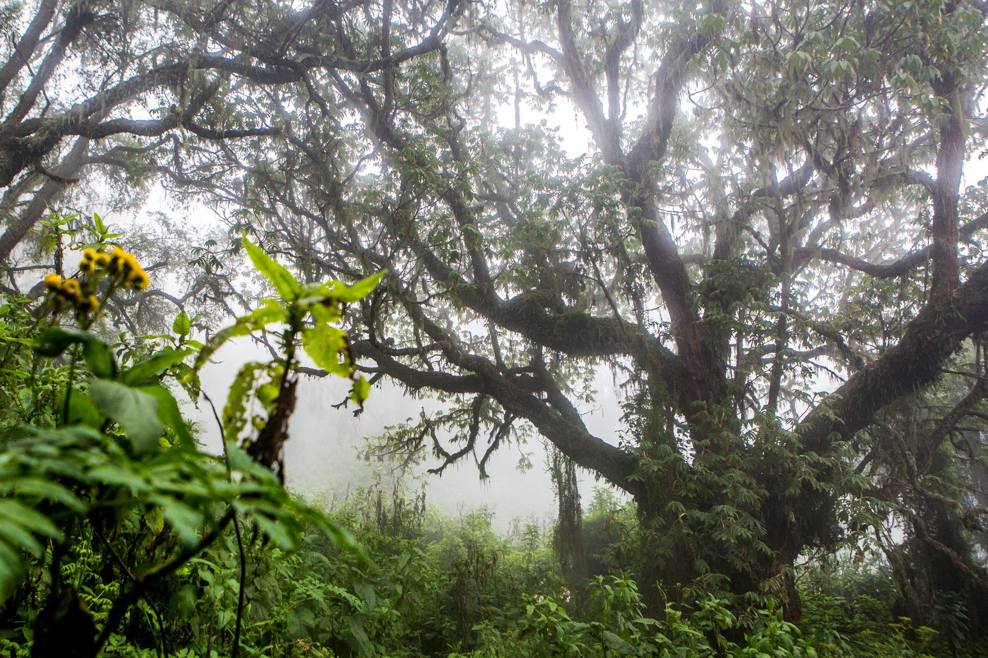 Volcanoes National Park – Rwanda — photograph 29