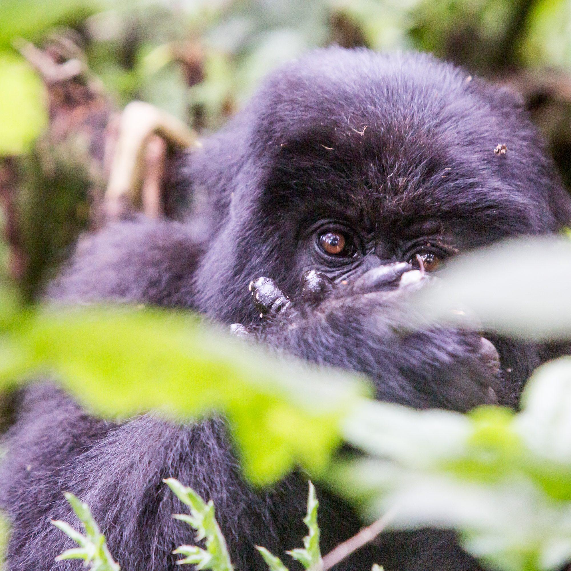 Volcanoes National Park – Rwanda — photograph 33