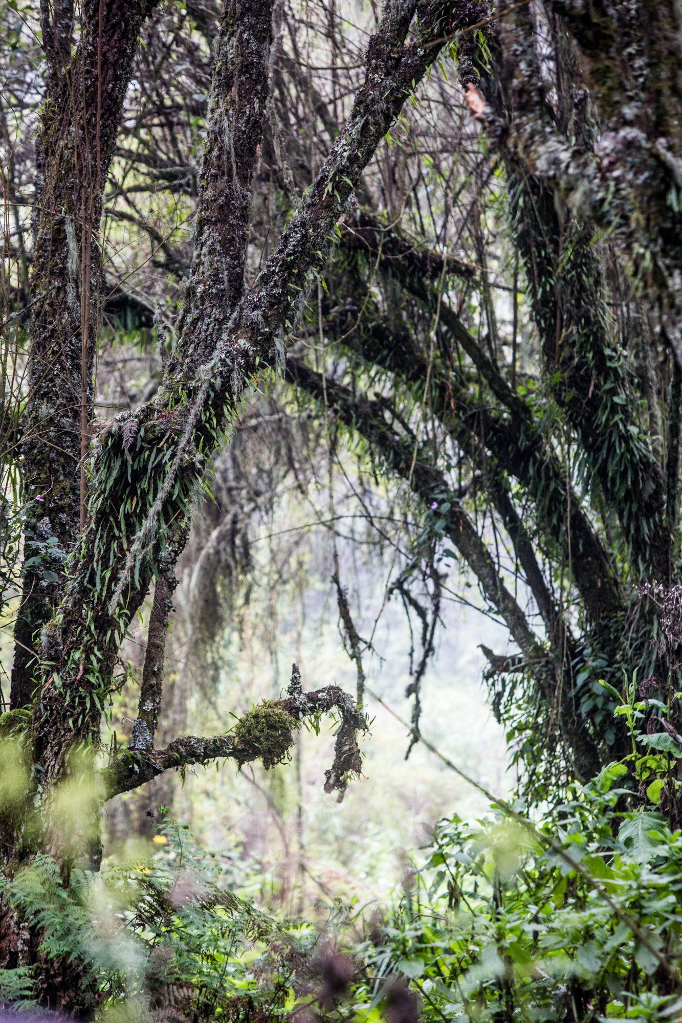 Volcanoes National Park – Rwanda — photograph 34