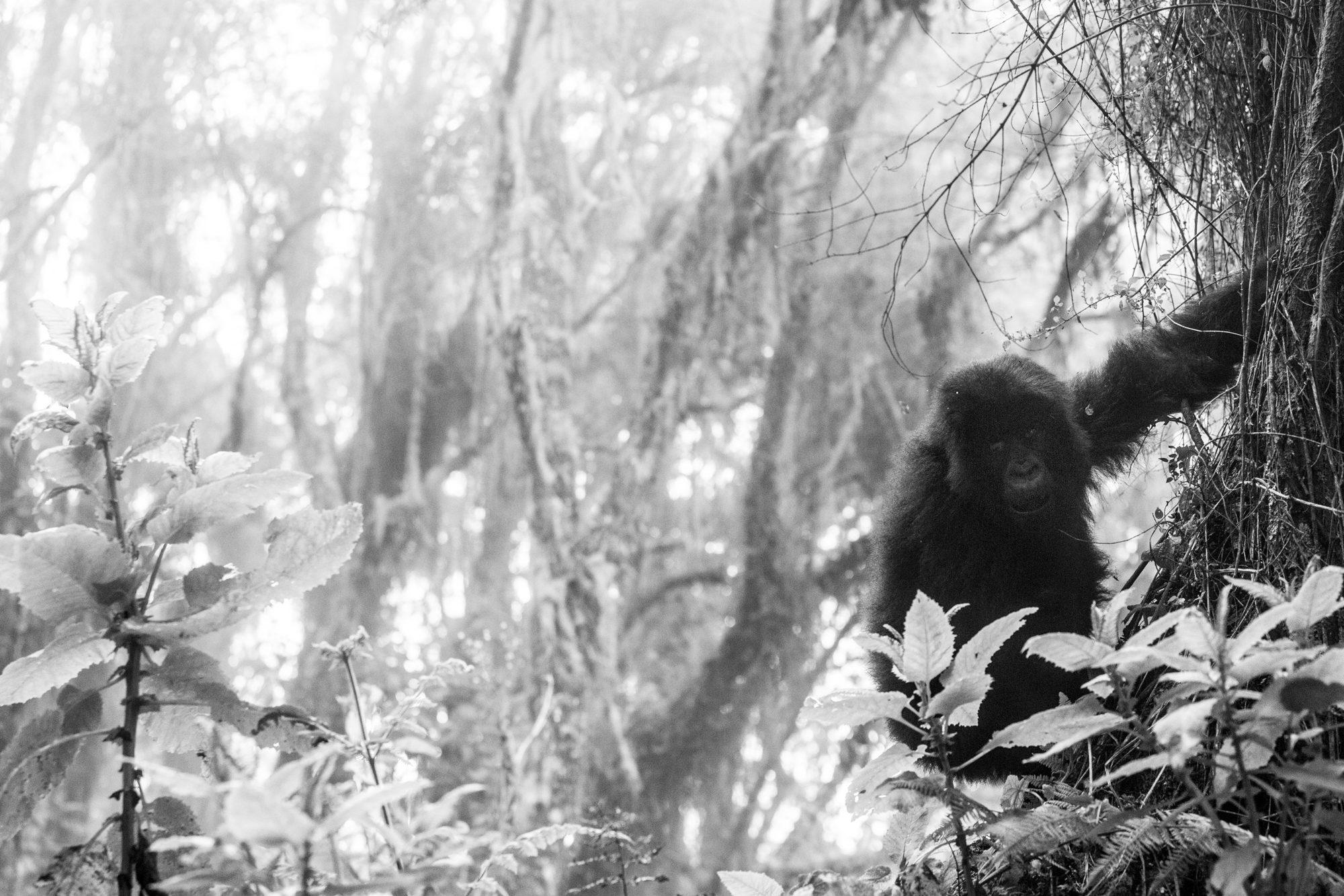 Volcanoes National Park – Rwanda — photograph 38