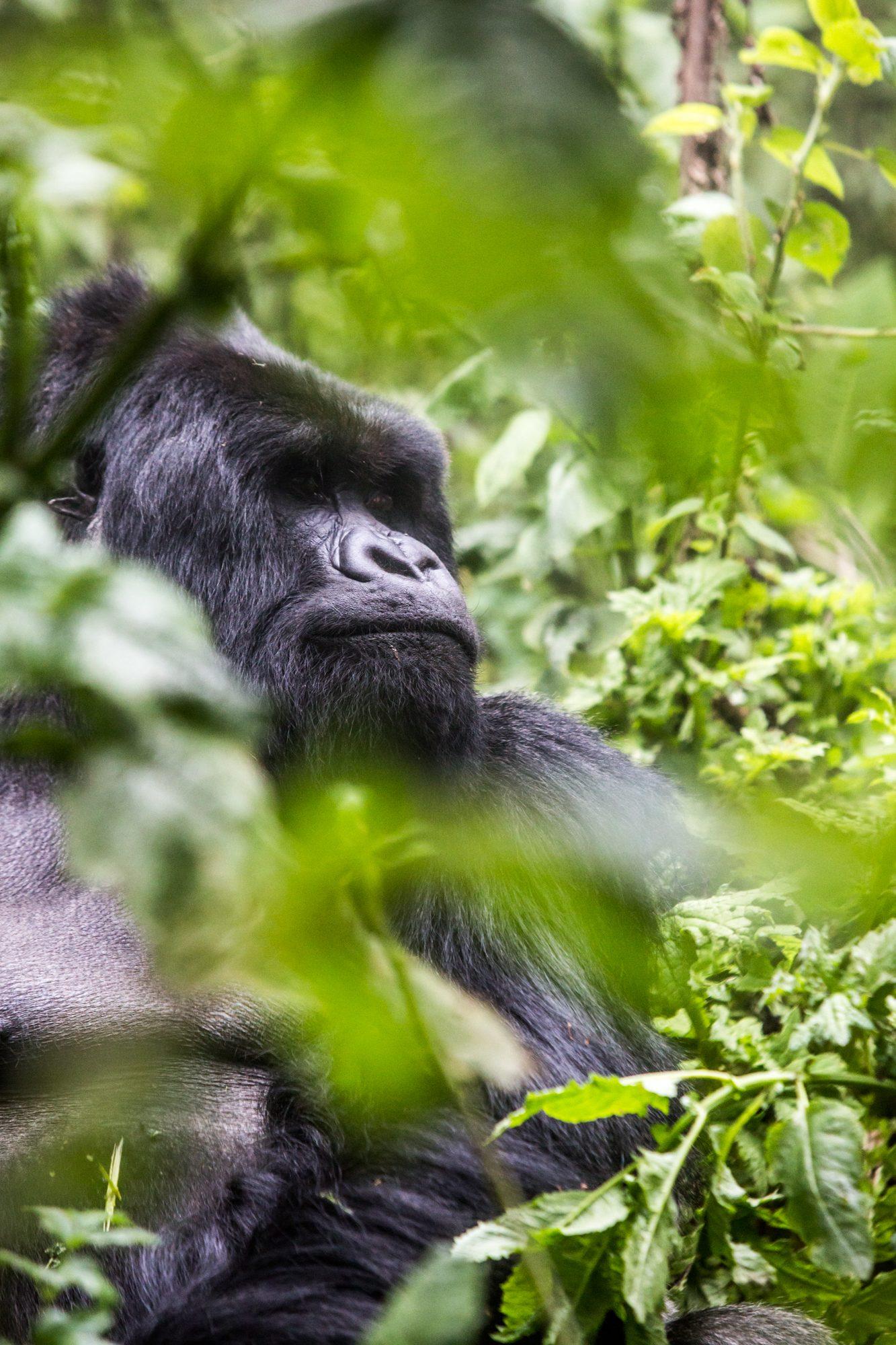 Volcanoes National Park – Rwanda — photograph 39